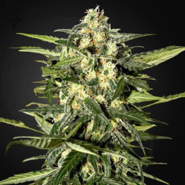 Jack Herer Auto (Green House)