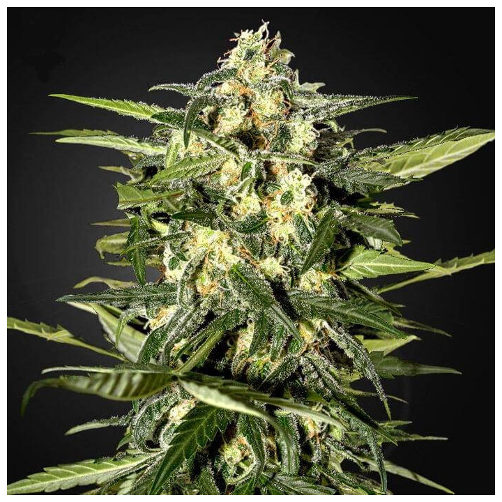 Jack Herer Auto (Green House)