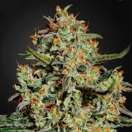 Big Bang (Green House)