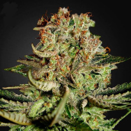 Super Bud (Green House)
