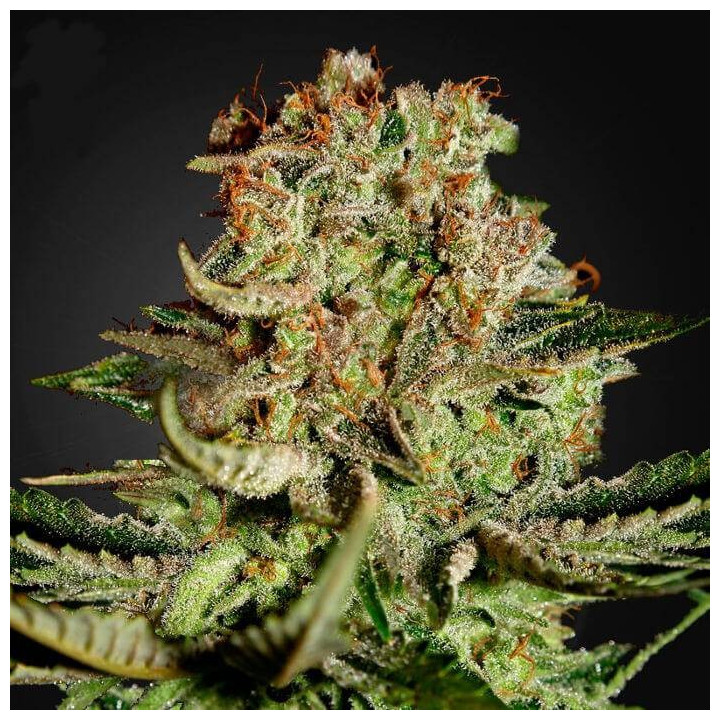 Super Bud (Green House)