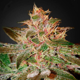 Pure Kush (Green House)