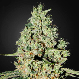 Super Critical (Green House)