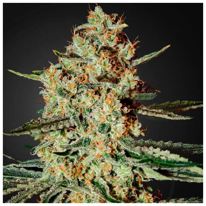Himalaya Gold (Green House)