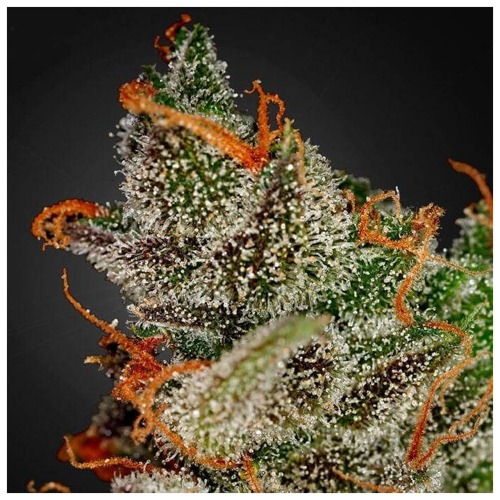 King´s Kush (Green House)