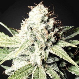 Great White Shark (Green House)