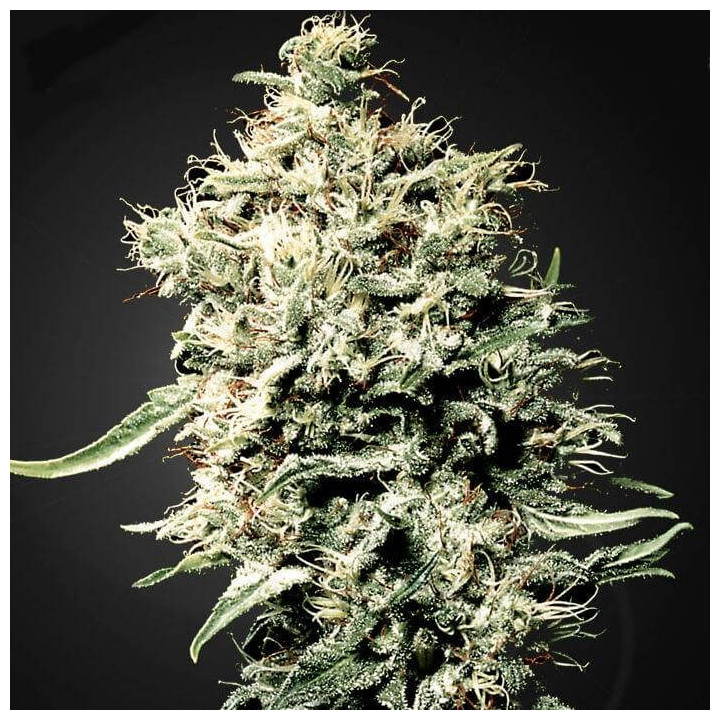 White Rhino (Green House)
