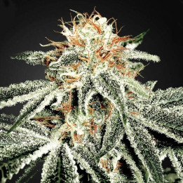 White Widow (Green House)