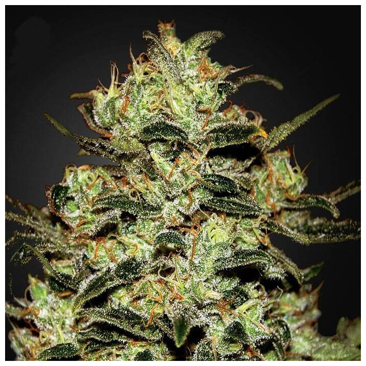 Moby Dick (Green House)