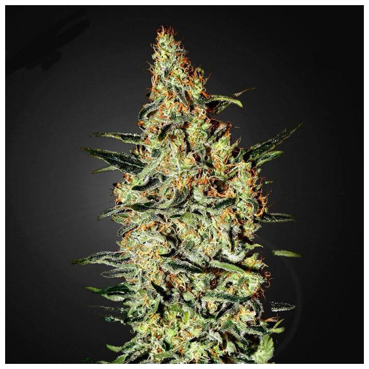 Neville´s Haze (Green House)