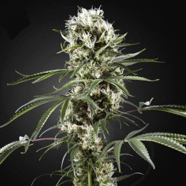 Super Lemon Haze (Green House)