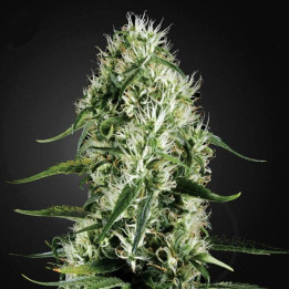 Super Silver Haze (Green House)
