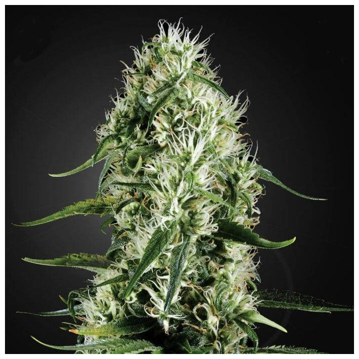 Super Silver Haze (Green House)