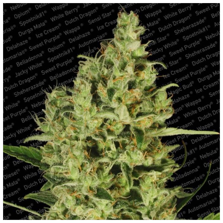 Delahaze (Paradise Seeds)