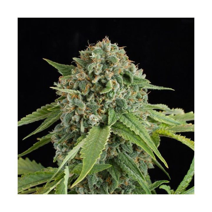 White Widow Auto (Dinafem)