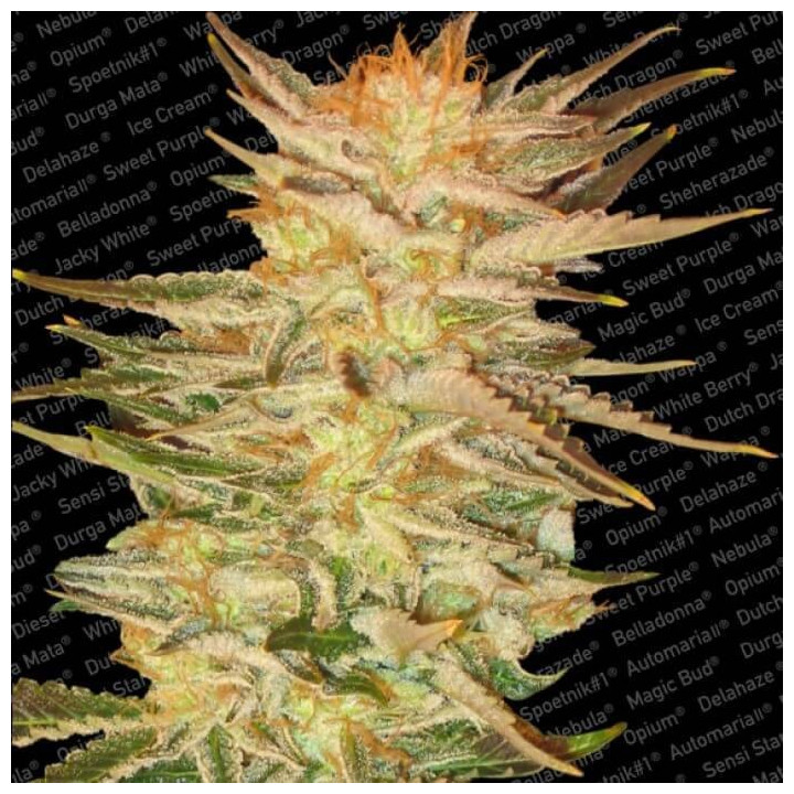Ice Cream (Paradise Seeds)