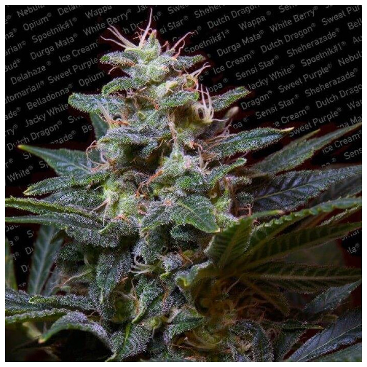 Sweet Purple (Paradise Seeds)