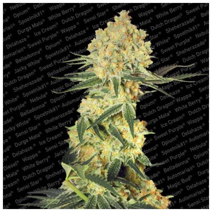 Auto Wappa (Paradise Seeds)