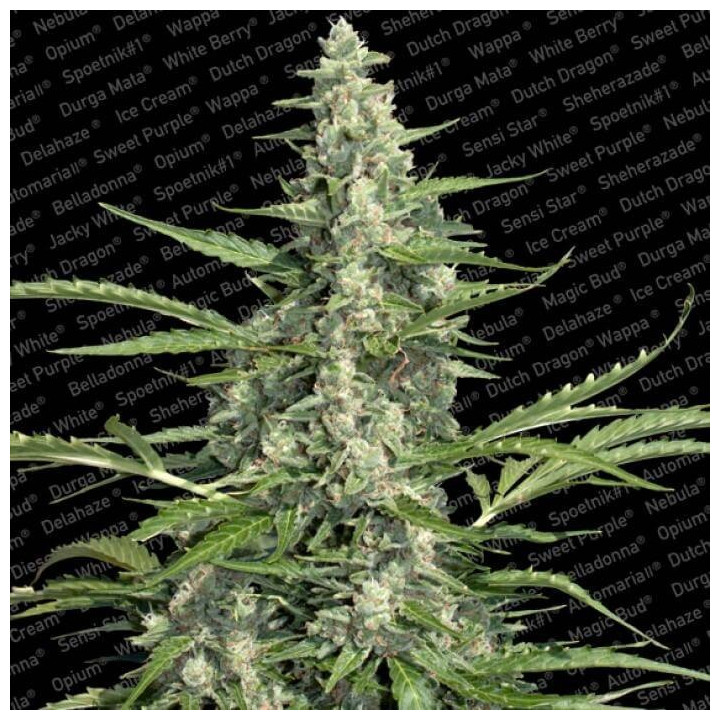 Pandora (Paradise Seeds)