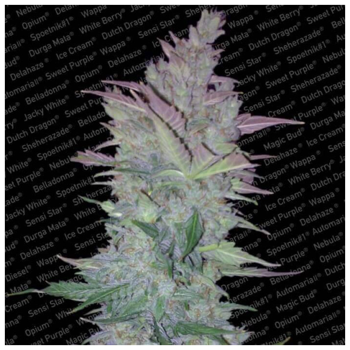Vertigo (Paradise Seeds)