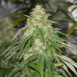 Some Sweet (Medical Seeds)