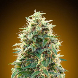 Auto 00 Cheese (00 Seeds)