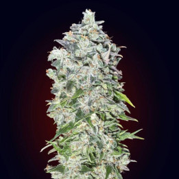 Auto 00 Kush (00 Seeds)
