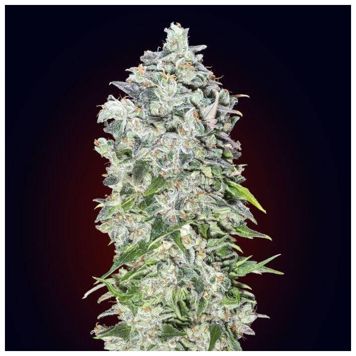 Auto 00 Kush (00 Seeds)