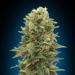 Auto Afghan Mass XXL (00 Seeds)