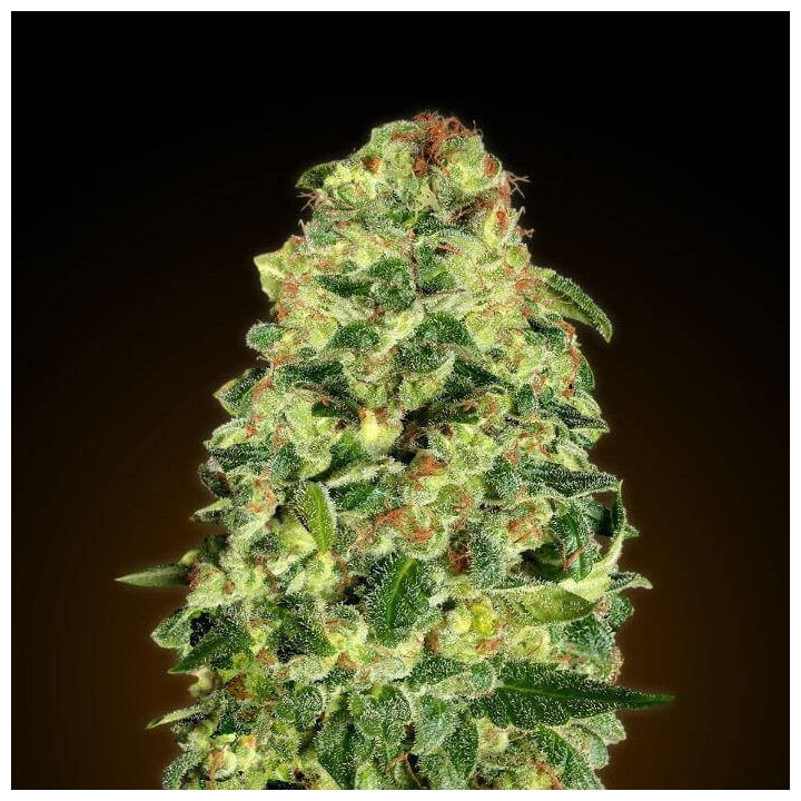 Auto California Kush (00 Seeds)