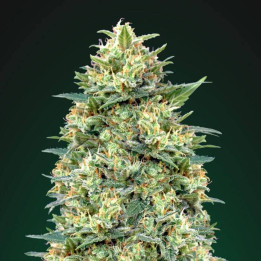 Auto White Widow (00 Seeds)