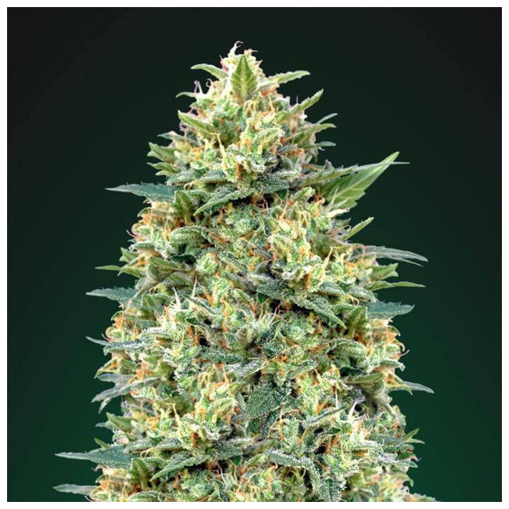 Auto White Widow (00 Seeds)