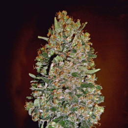 Automatic Collection 1 (00 Seeds)