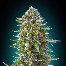 Automatic Collection 2 (00 Seeds)