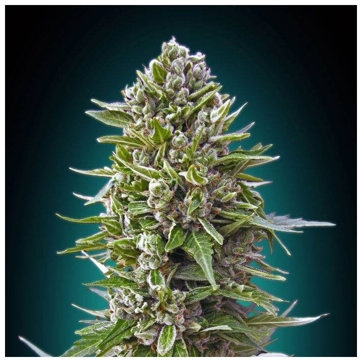 Automatic Collection 2 (00 Seeds)