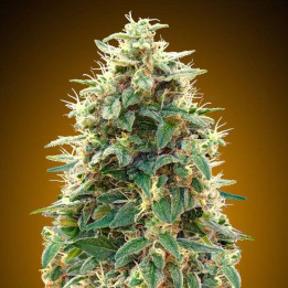 Automatic Collection 3 (00 Seeds)