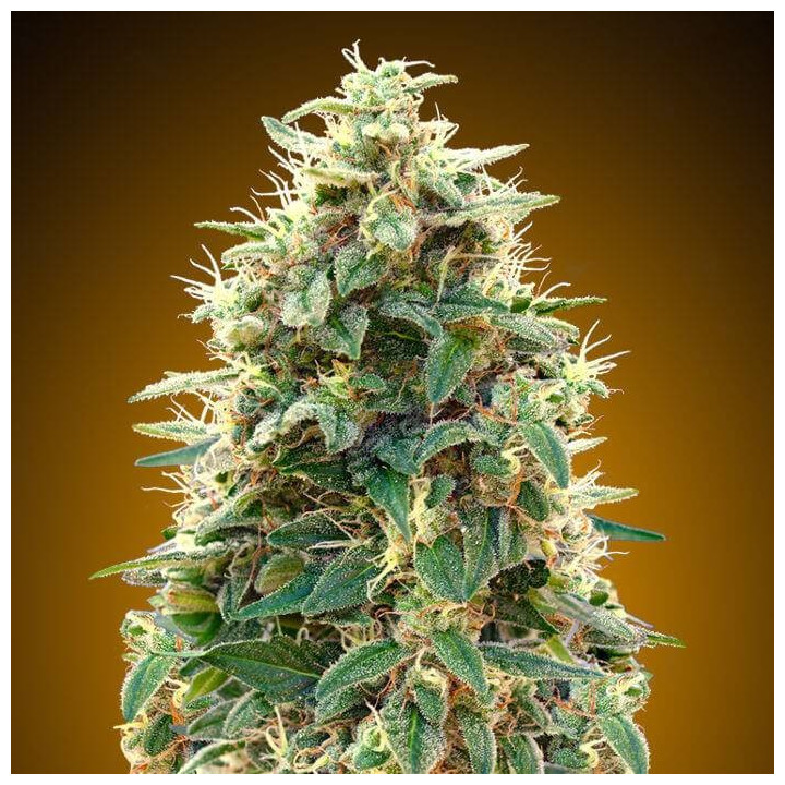 Automatic Collection 3 (00 Seeds)