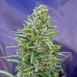 Automatic Mix (00 Seeds)