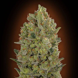 00 Cheese (00 Seeds)