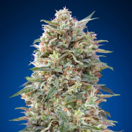 California Kush (00 Seeds)