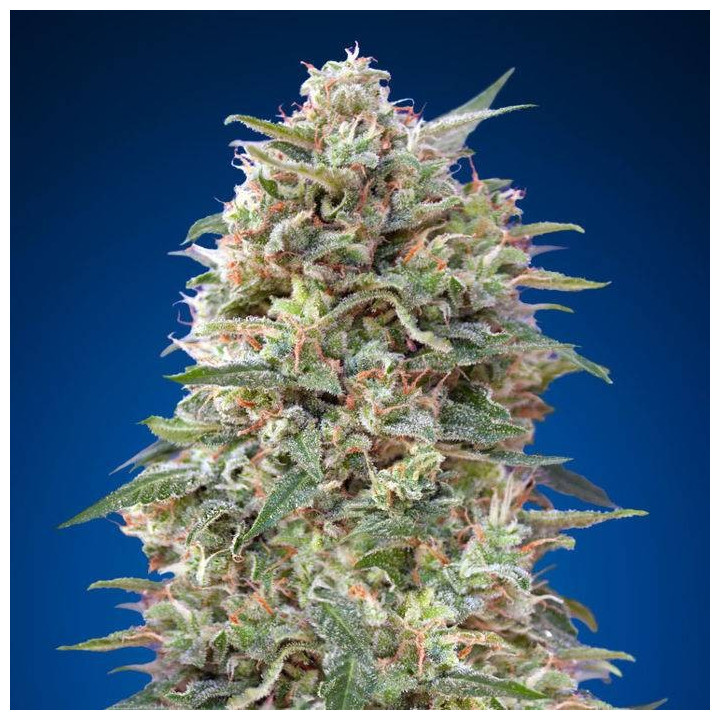 California Kush (00 Seeds)
