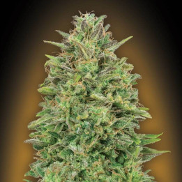 00 Skunk (00 Seeds)