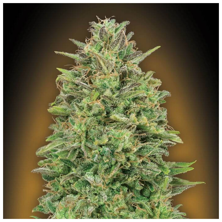 00 Skunk (00 Seeds)