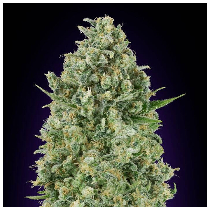 Critical Poison (00 Seeds)