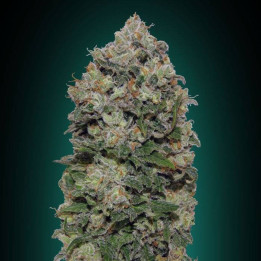 Northern Lights (00 Seeds)