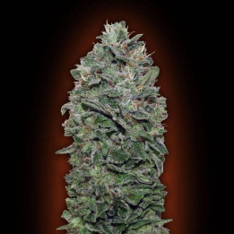 Sweet Soma (00 Seeds)