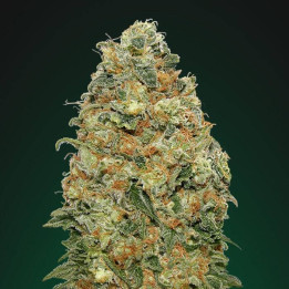 White Widow (00 Seeds)