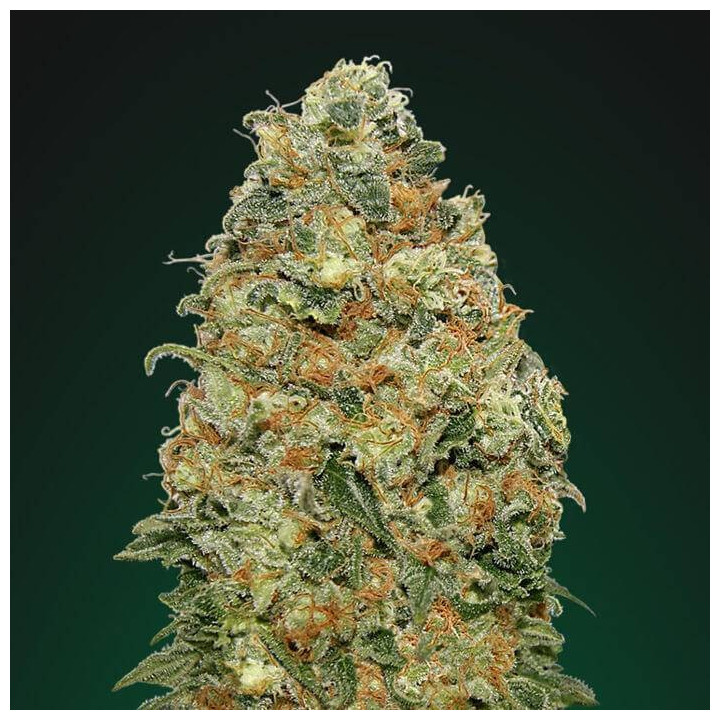 White Widow (00 Seeds)