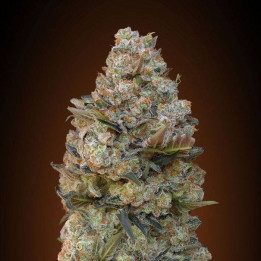Female Collection 1 (00 Seeds)
