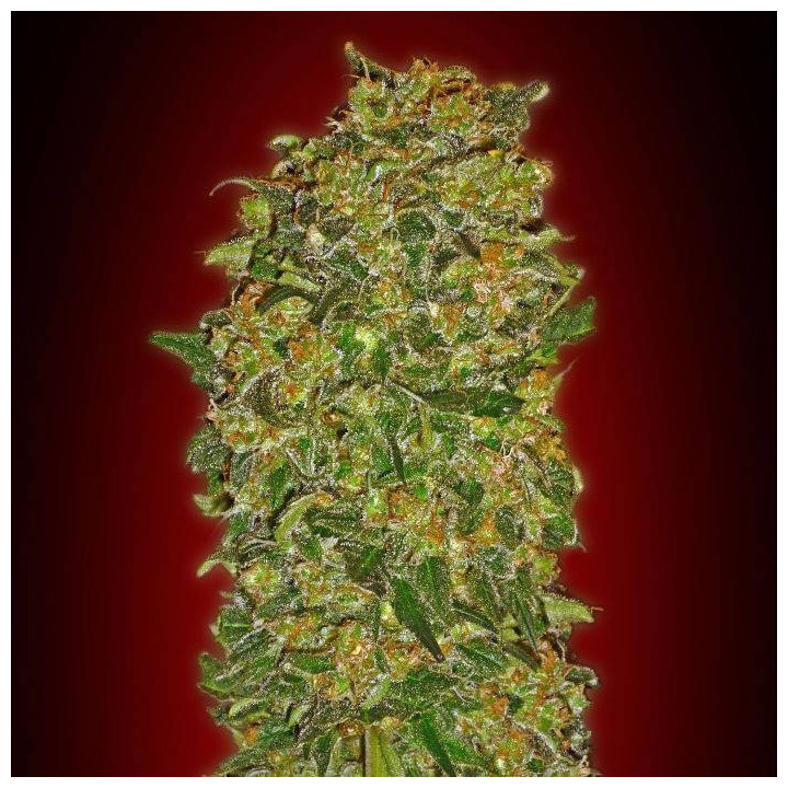 Female Collection 2 (00 Seeds)